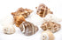 shell place card holder